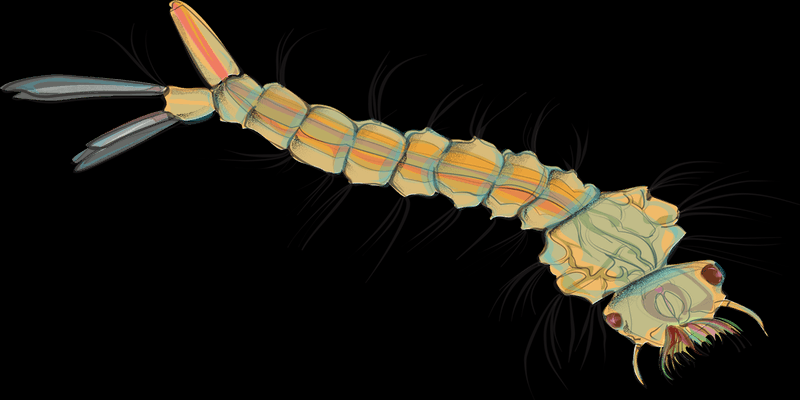 An illustration of a mosquito larvae.