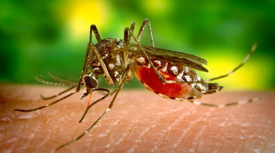 Aedes aegypti, pictured here, is a species of mosquito capable of transmitting several diseases. The GLOBE Mosquito Habitat Mapper program allows volunteers to track and reduce potentially harmful mosquito populations. Credit: James Gathany/CDC