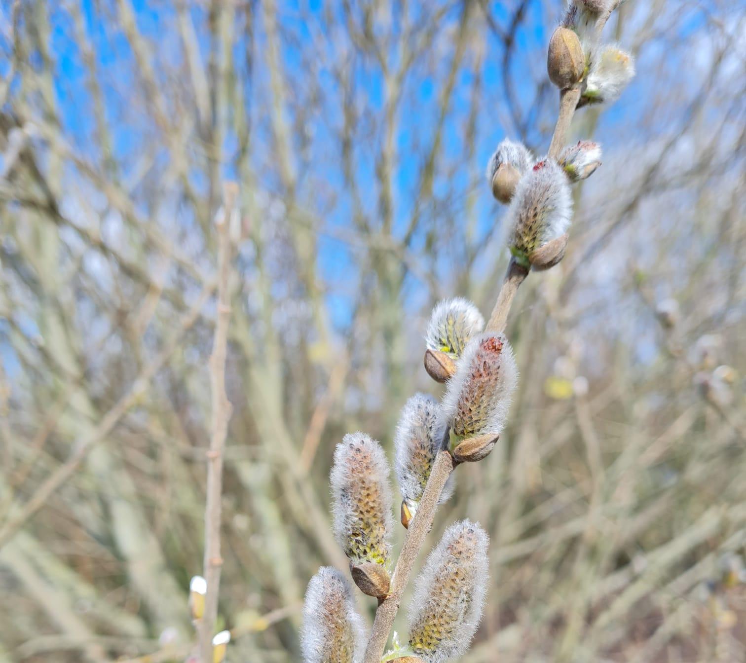 Close up image of a branch of the Salix cinerea or grey sallow.