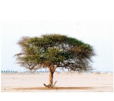Acacia tree fertilizer