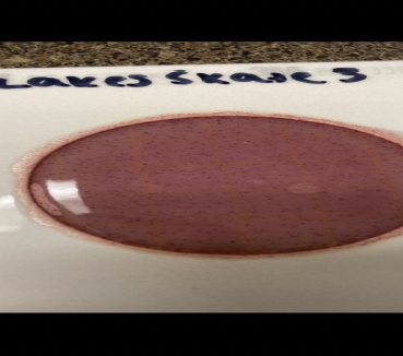 Petrifilm showing fecal coliform colonies sampled at the Tanana Lakes skate site