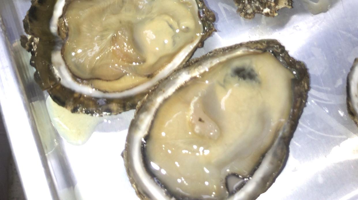 oysters