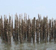 mussel poles