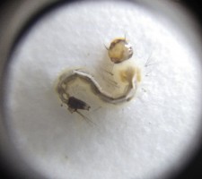 Mosquito Larva