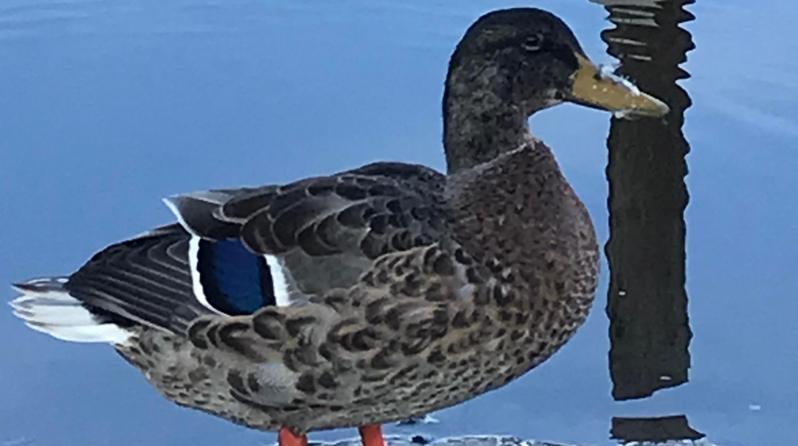 Female Mallard Duck at the Chena River