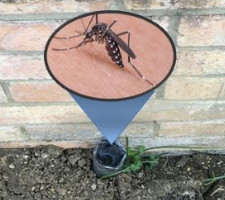 Mosquito in trap