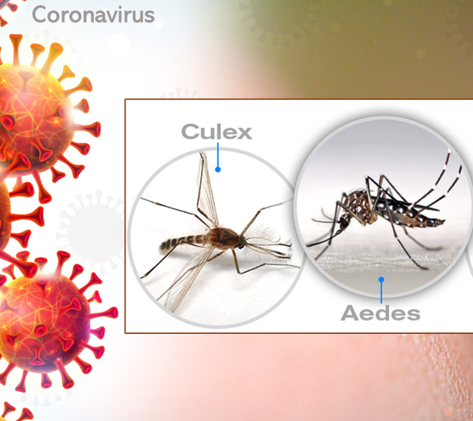 The mosquito Aedes aegypti, old acquainted to the population, but relegated to the background because of the concerns about the advance of COVID-19.