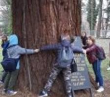 Sequoia in Slatina, Croatia, Europe