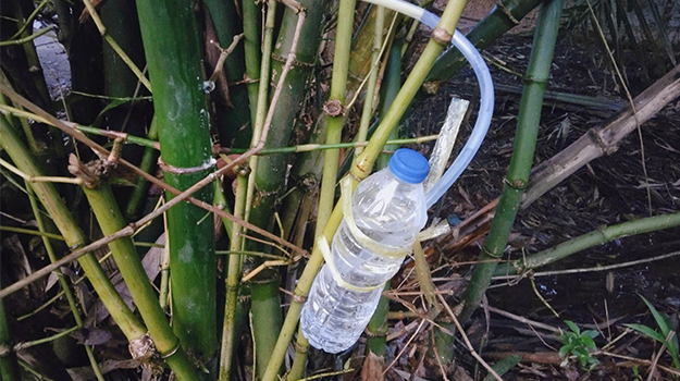 Use a cordless drill to dill into the Bambusa burmanica stems to collect water samples. Wipe the hole with a cotton dipped in alcohol and attach a rubber tube to the bottle and then tie to the bottle with a plastic rope.