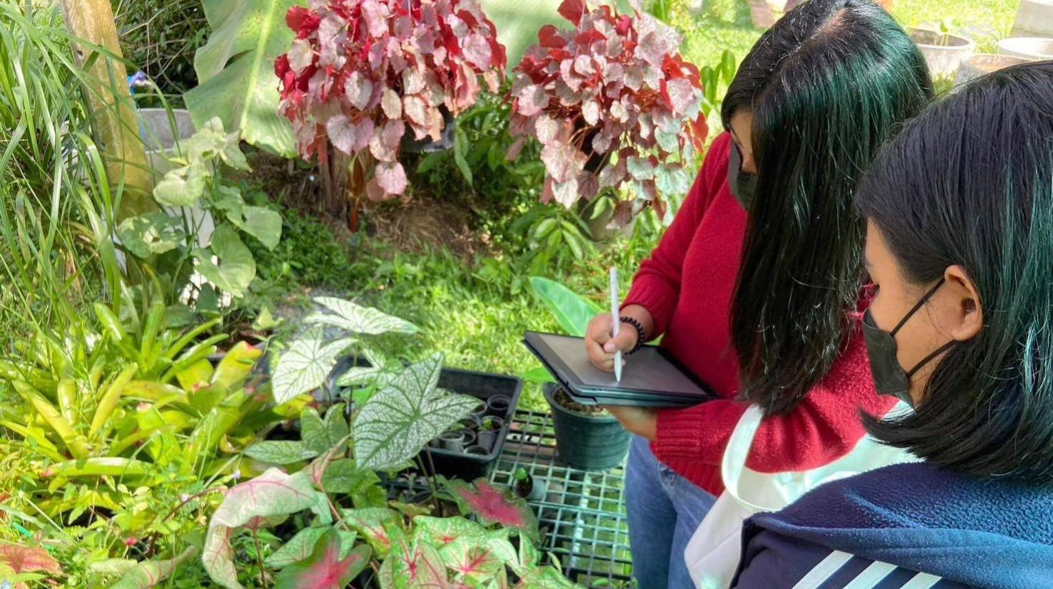 Caladium bicolor