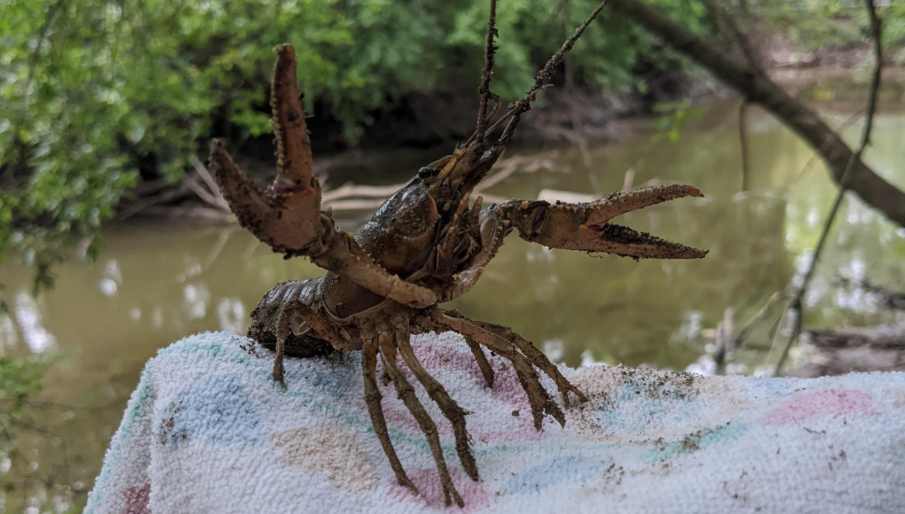 Crayfish Waving Hi