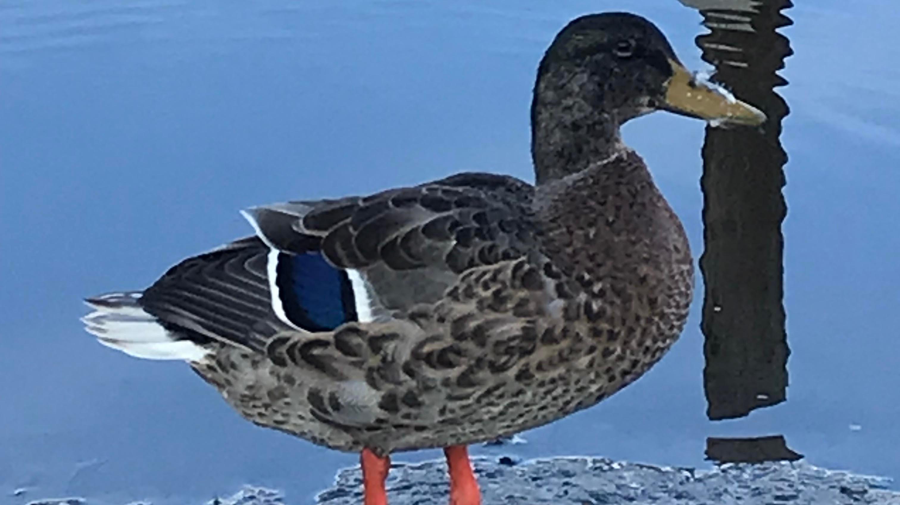 Mallard duck, female