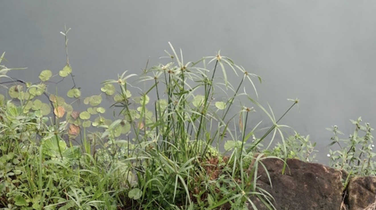 land cover, grass