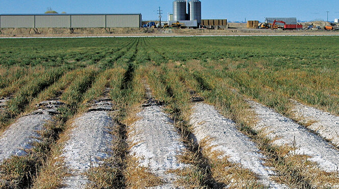 salinization in field