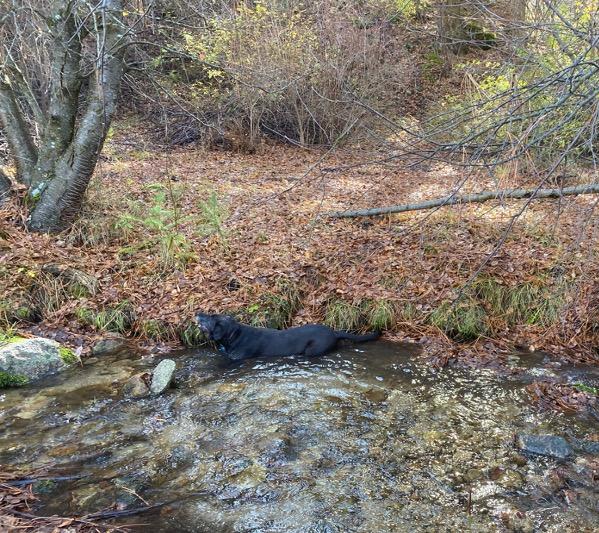 Site with dog in the Dry Creek Experimental Watershed (photo by Alicia Morton)