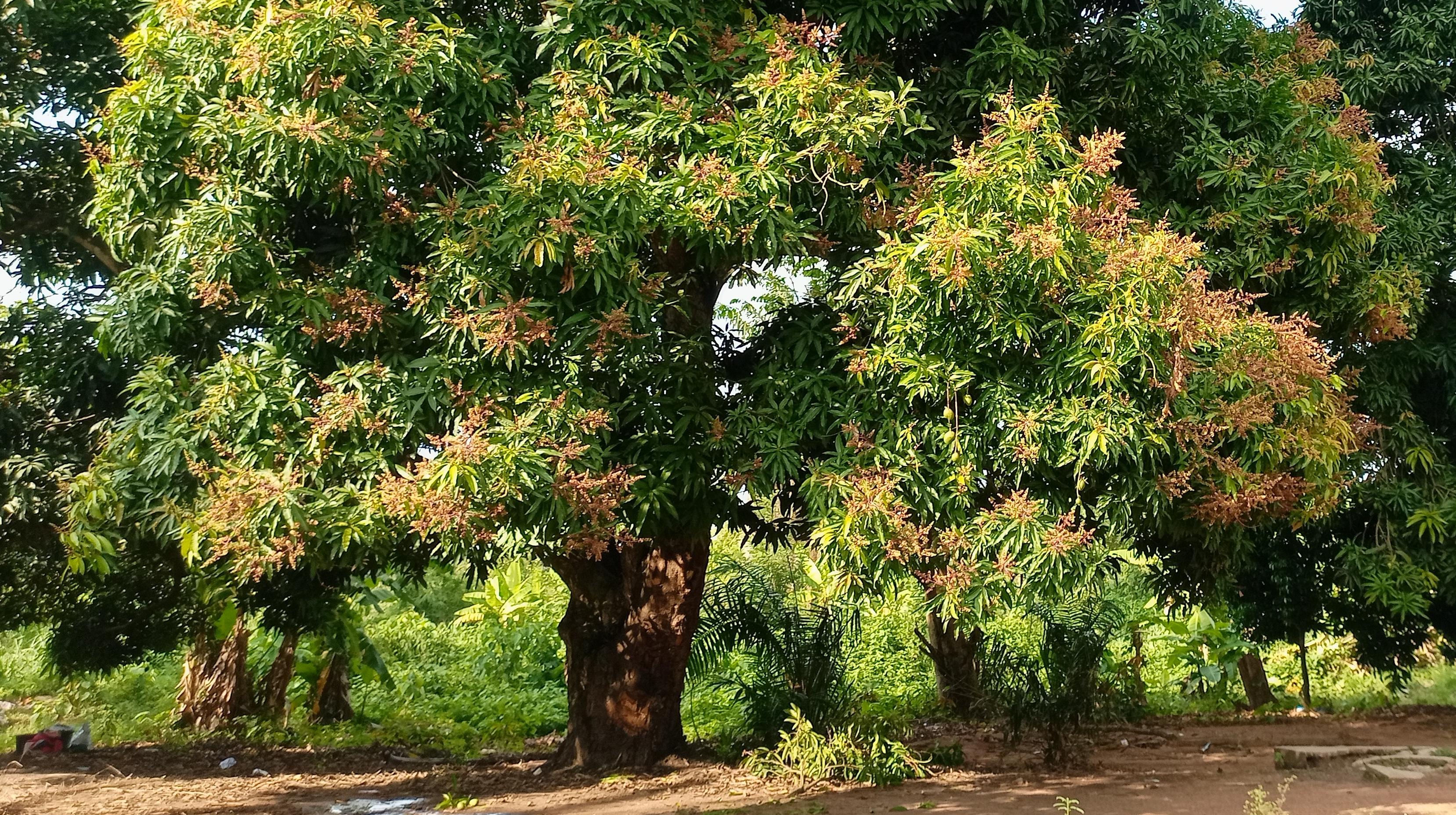 MANGO TREE