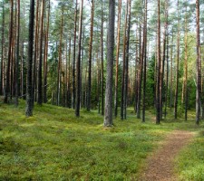 Kilingi-Nõmme pine forest