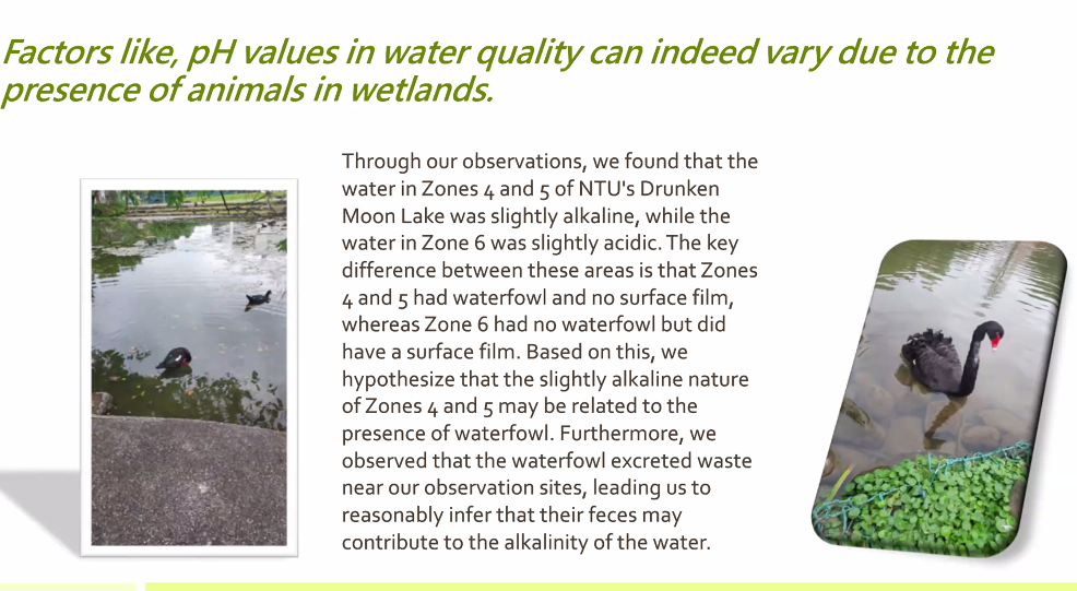 Factors like pH values in water quality can indeed vary due to the presence of animals in wetlands. Zones with waterfowl and no surface film were slightly alkaline. Zones with no waterfowl and the presence of surface film were slightly acidic. The hypothesis is that the slightly alkaline nature is due to the presence of waterfowl.