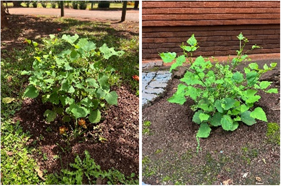 Tree saplings planted in the ground.