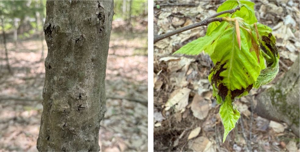 Bark with bubbles and shriveled leaves.
