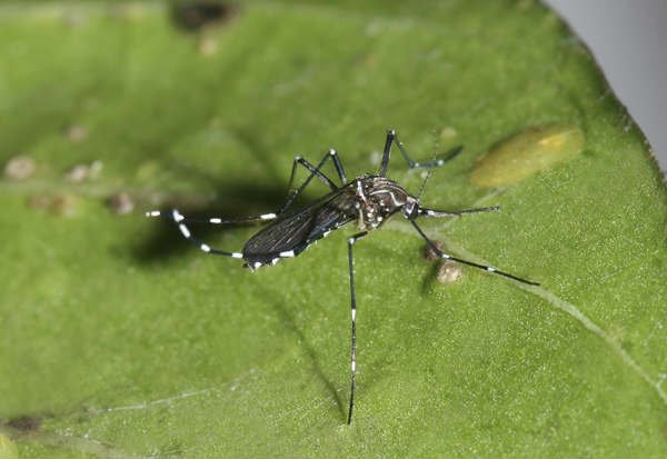 A close up of a mosquito aedes aegypti.
