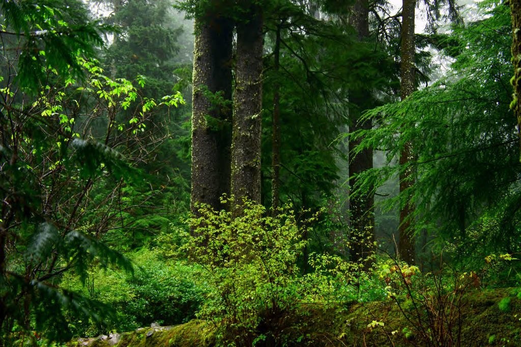 Photo of a beautiful grove of trees