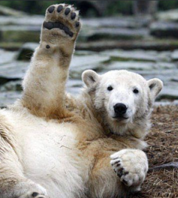 A photo of a waving Polar Bear