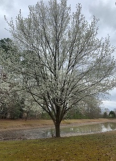 Bradford Pear Tree.