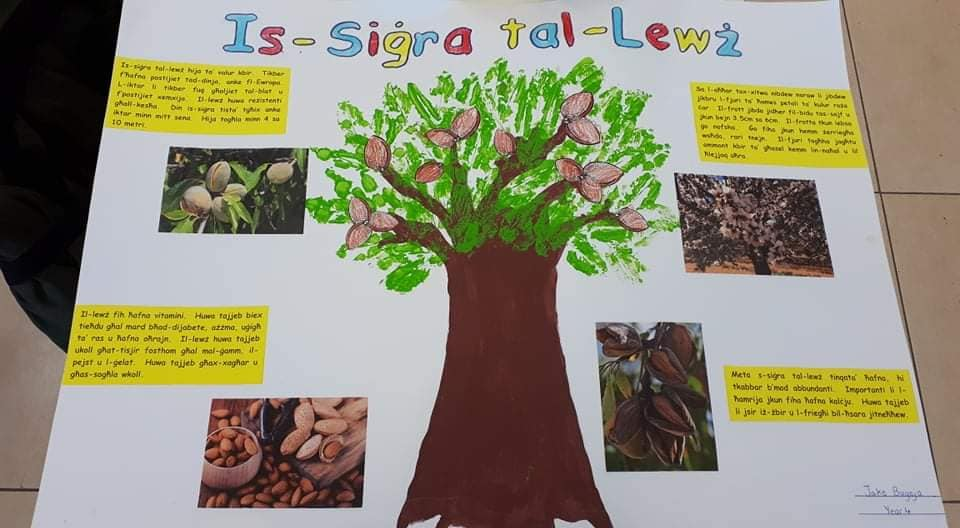 Research on Almond Tree by GLOBE student Jake B., from Gozo College Xewkija Primary School