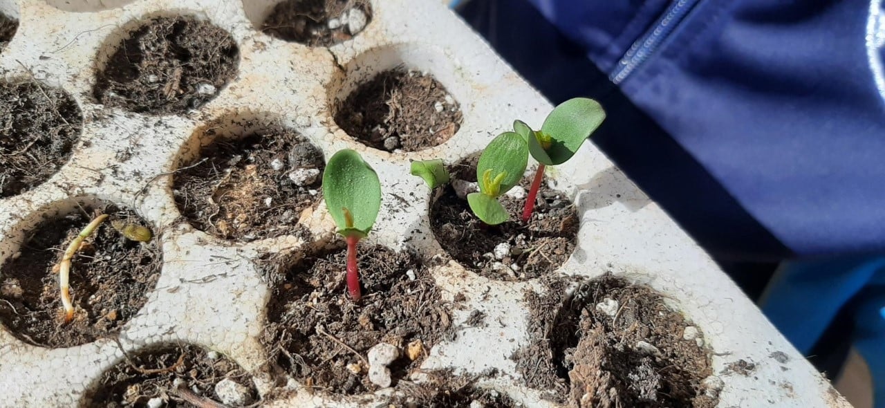 Germinating seeds