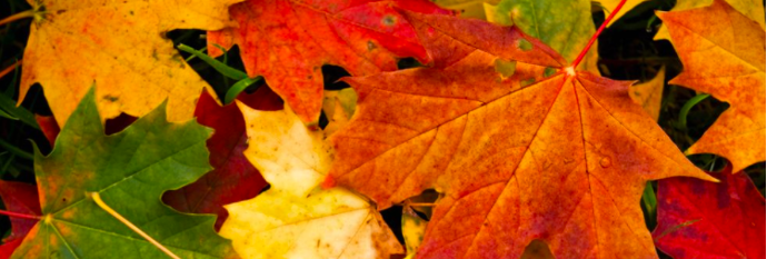 A photo of leaves of red and orange -- in the fall