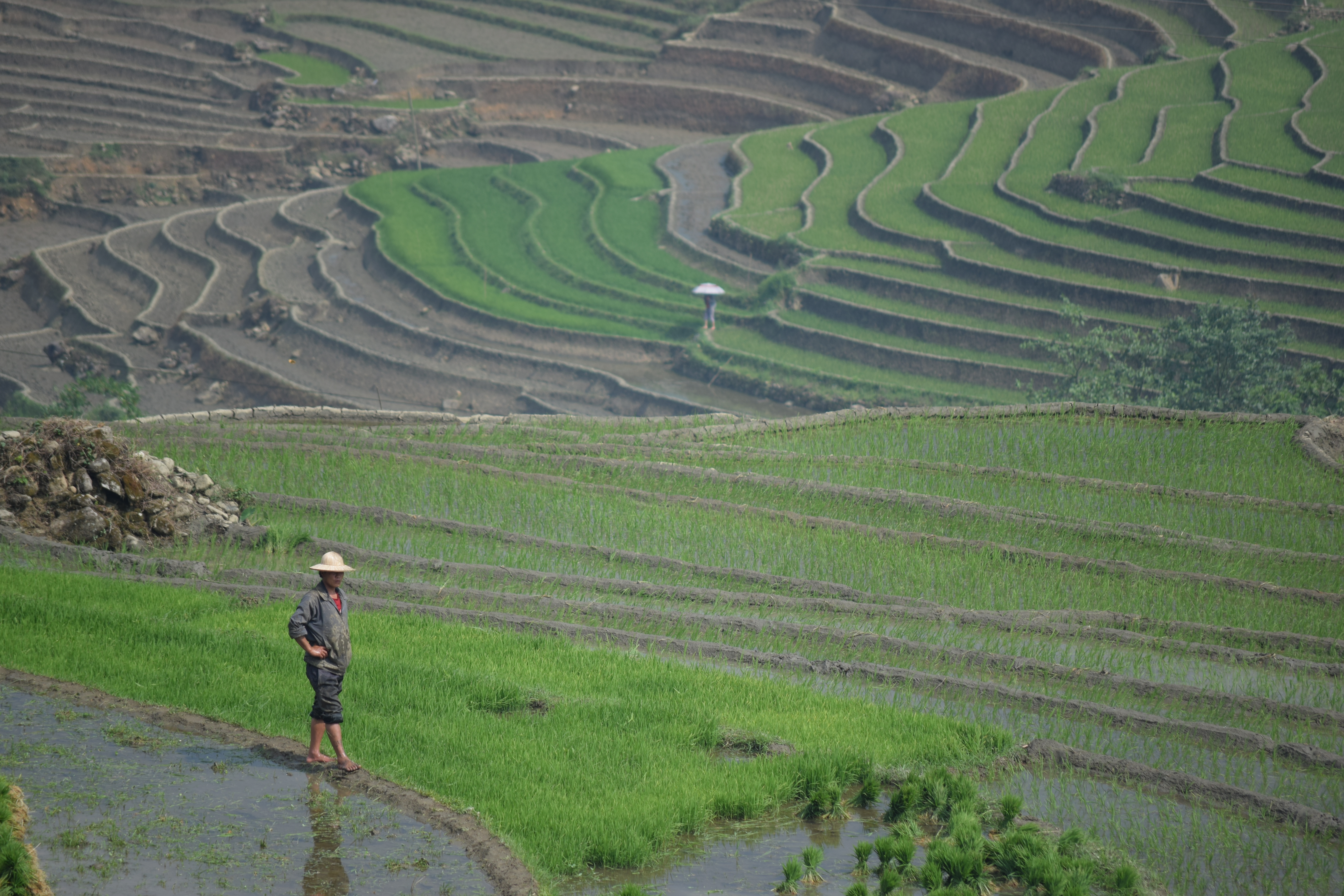 Photo of a person walking in green fields