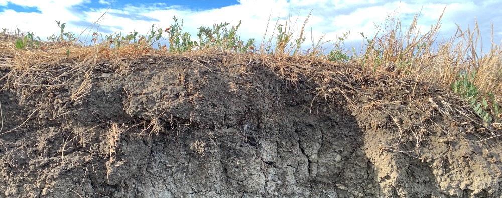 image of gray and brown soil with grass growing on top. Cloud sky also visible in top portion of image.
