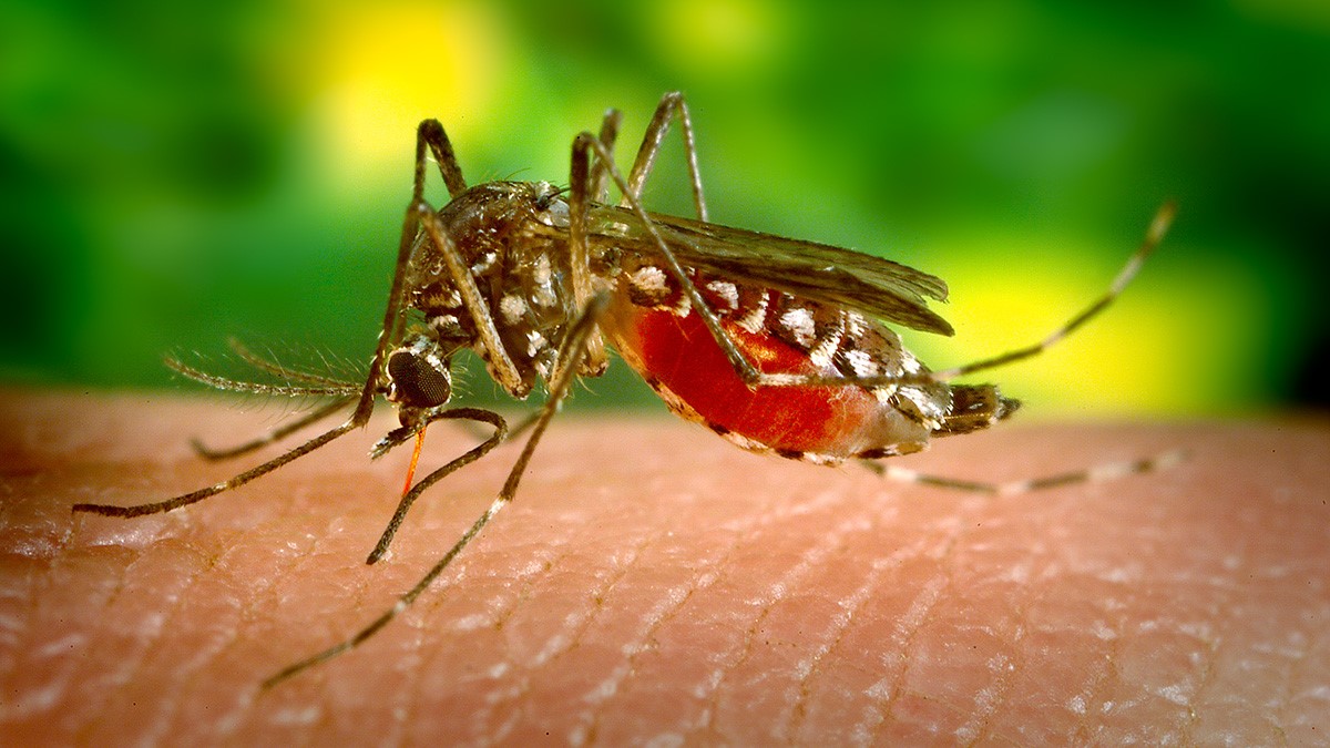 Aedes aegypti, pictured here, is a species of mosquito capable of transmitting several diseases. The GLOBE Mosquito Habitat Mapper program allows volunteers to track and reduce potentially harmful mosquito populations. Credit: James Gathany/CDC