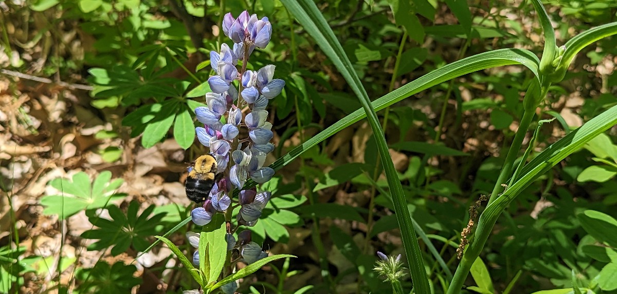 A picture of a hyacinth flower surrounded by greenery.