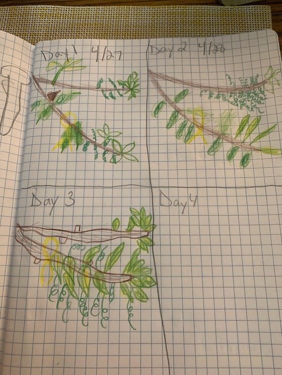 Student drawing of green-up