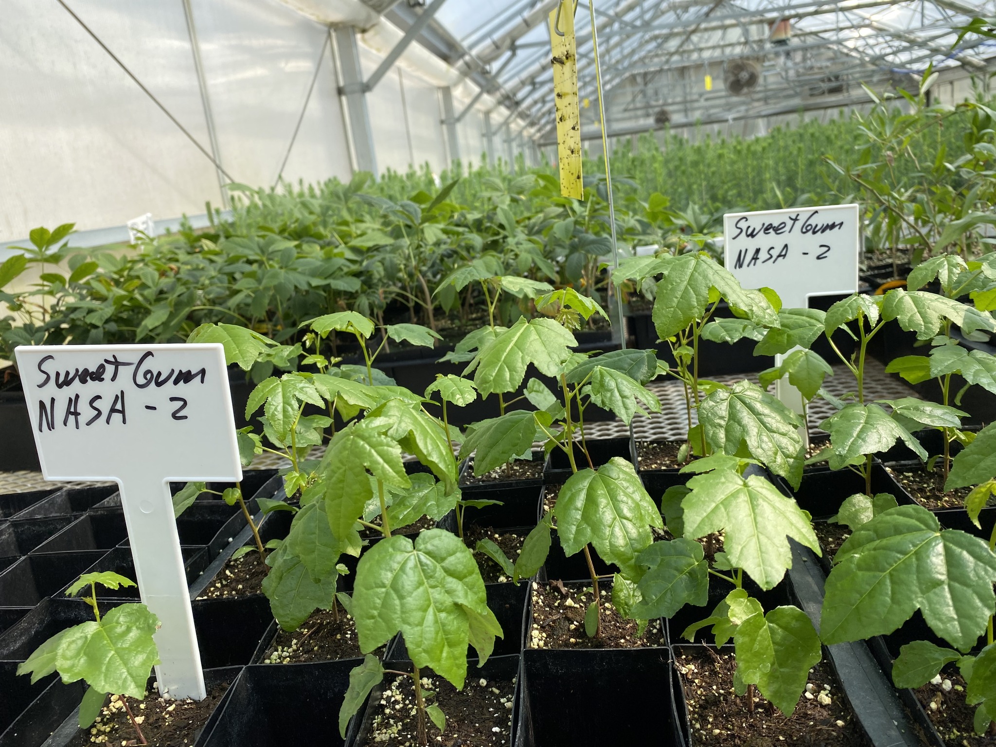 moon tree seedlings