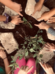 Students at a planting site