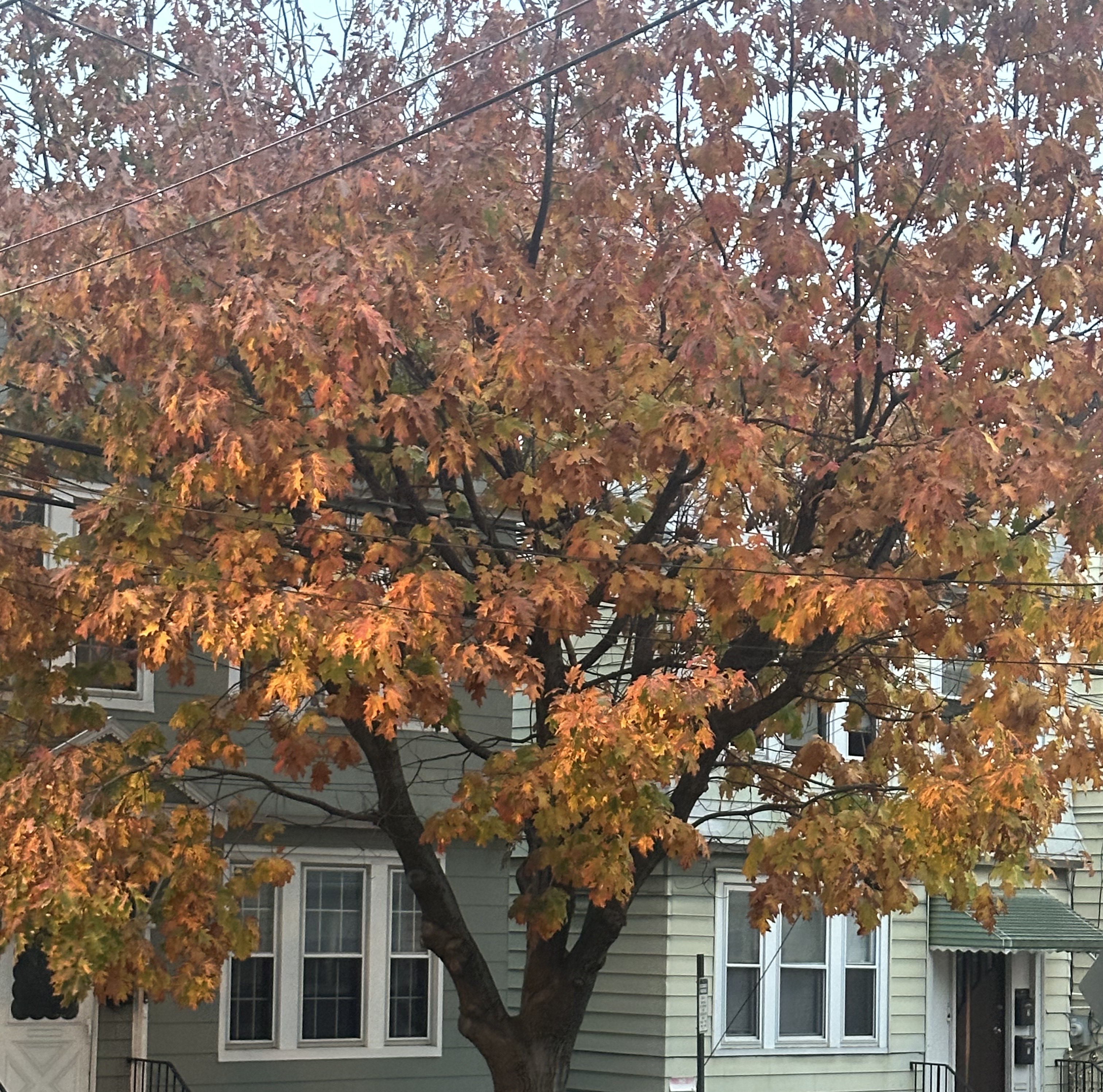 an oak tree with mostly orangish-brown leaves in front of a house