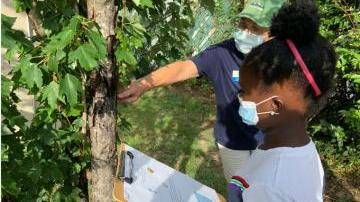 Camper takes tree measurements