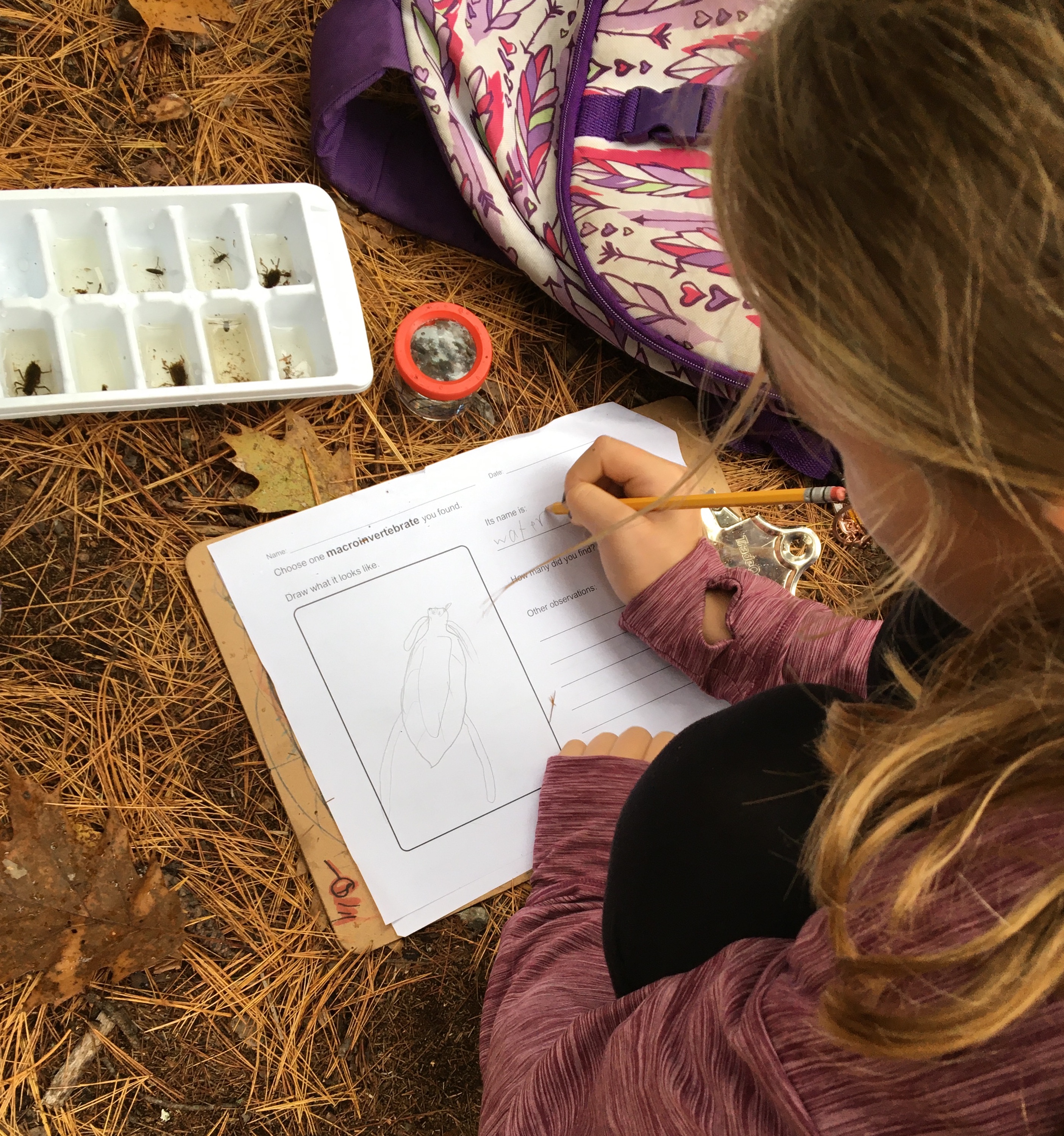 Student sketches macroinvertebrates