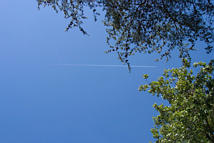 Short-Lived Contrail with Trees
