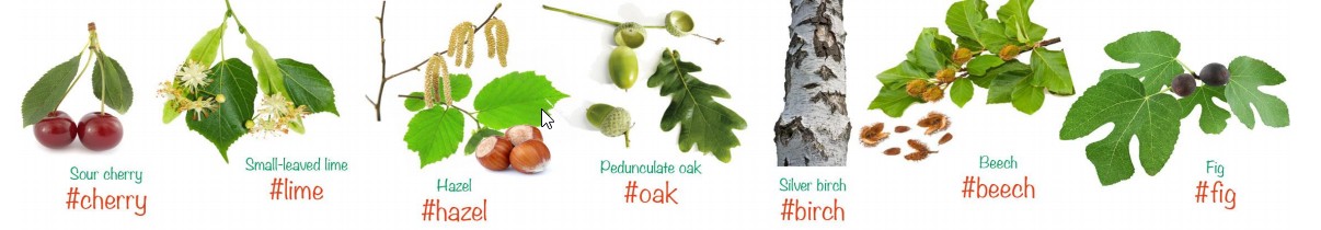 Images of seven species of trees and fruit: sour cherry, small-leaved lime, hazel, pedunculate oak, silver birch, beech and fig.