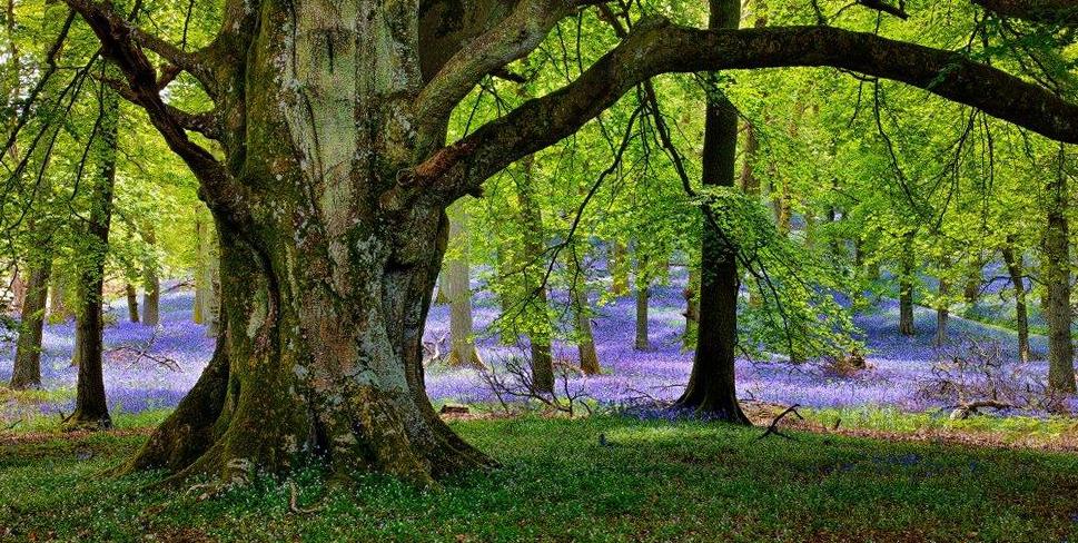 Colorful picture of trees, grass and flowers in a forest.