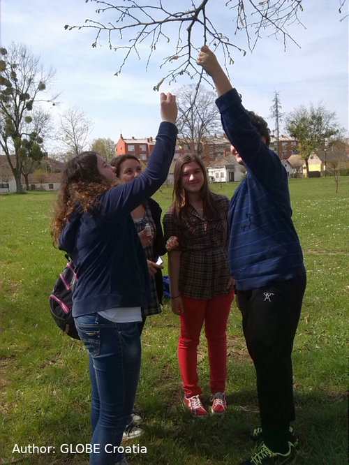 Four students outside, examining a branch on a tree.