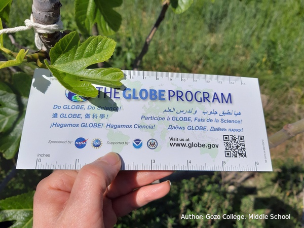 GLOBE program ruler measuring a leaf.