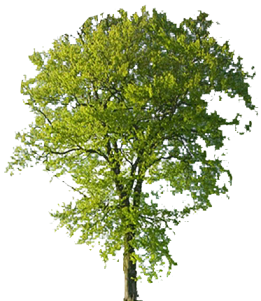 A tree with green leaves.