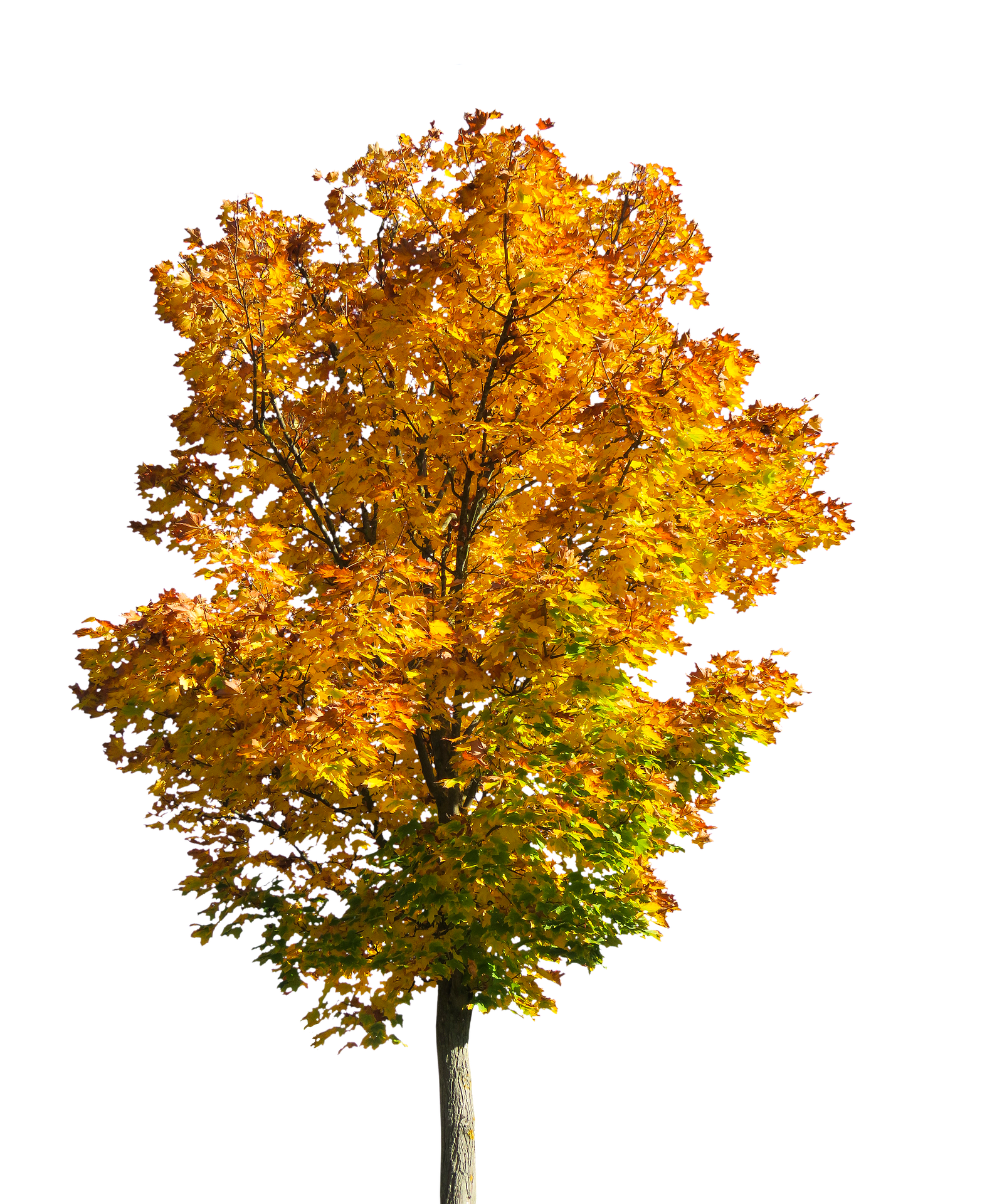 A tree with yellow leaves fading into green at the bottom.