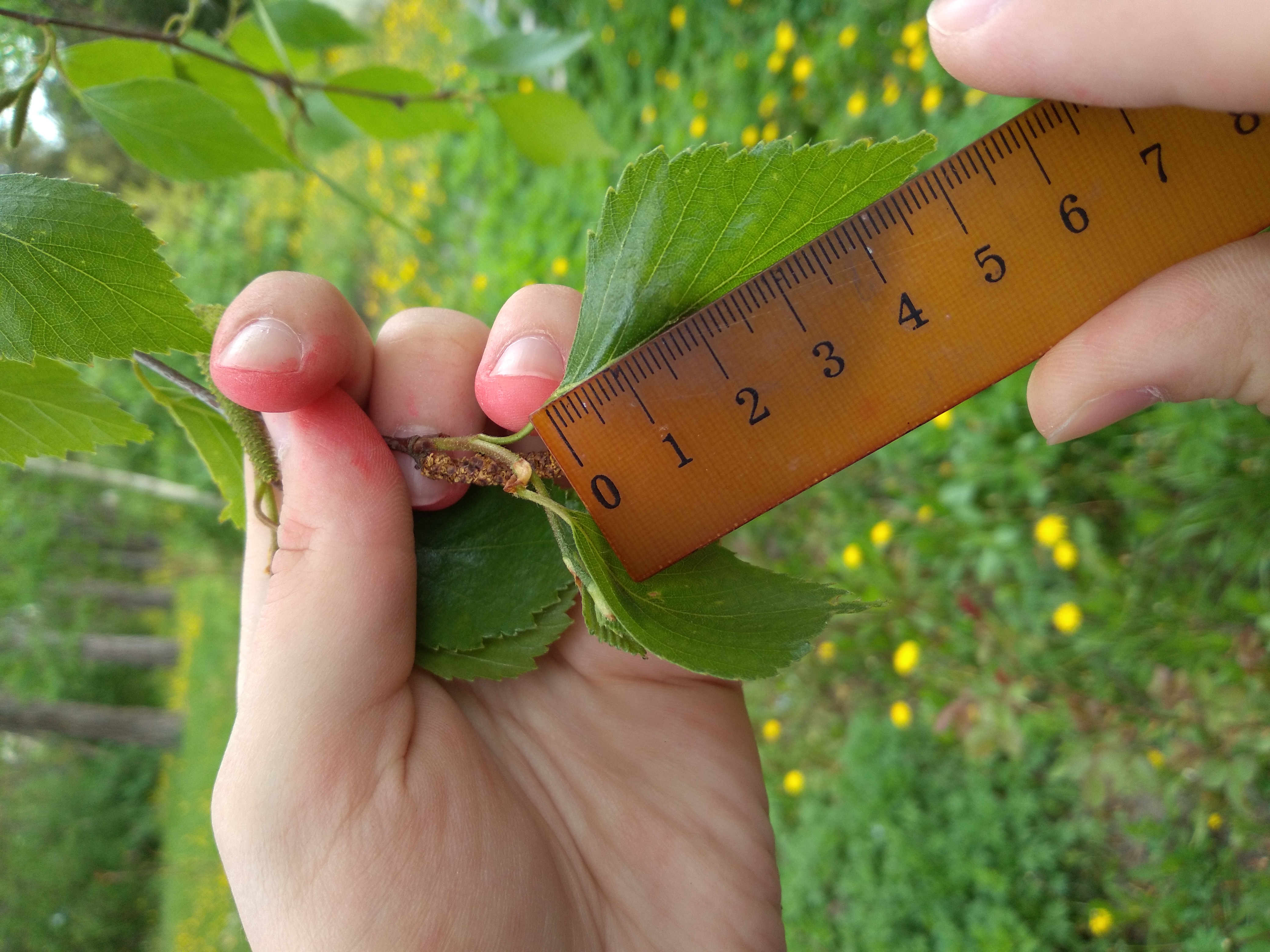  A person holds a tree leaf to a ruler. 