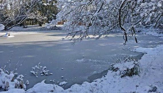 Frozen pond with snow on the ground and nearby trees.